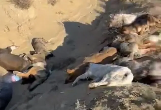 В Актау нашли яму с мертвыми собаками