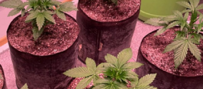 Фото изъятых растений марихуаны