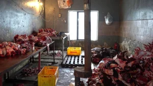 Нелегальный мясной цех в Шымкенте