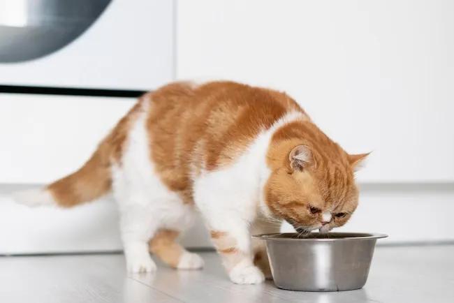 Как выбрать корм для кошки правильно?
