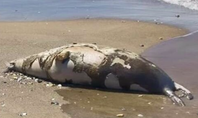 Мертвый тюлень