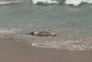 На побережье Каспия возле Актау обнаружено 112 мертвых тюленей