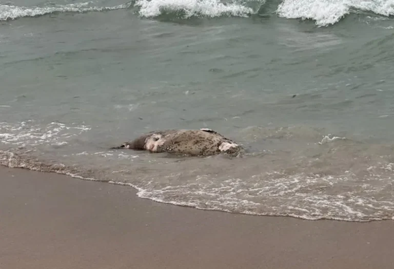 На побережье Каспия возле Актау обнаружено 112 мертвых тюленей