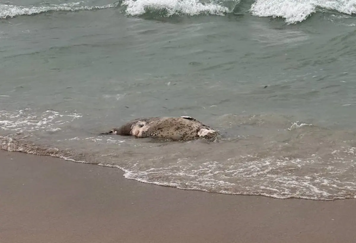 На побережье Каспия возле Актау обнаружено 112 мертвых тюленей