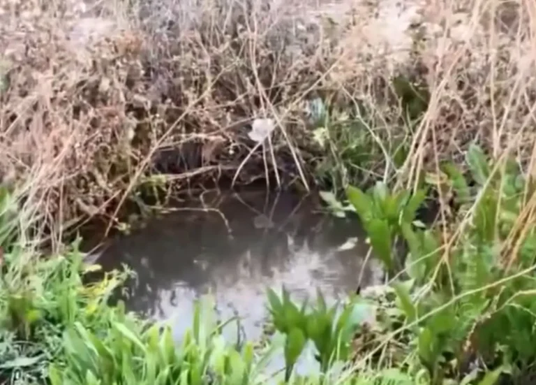 Экологи взяли пробы воды с Каспийского моря в Актау