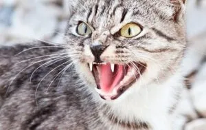 Житель Актау умер от бешенства после укуса бездомной кошки