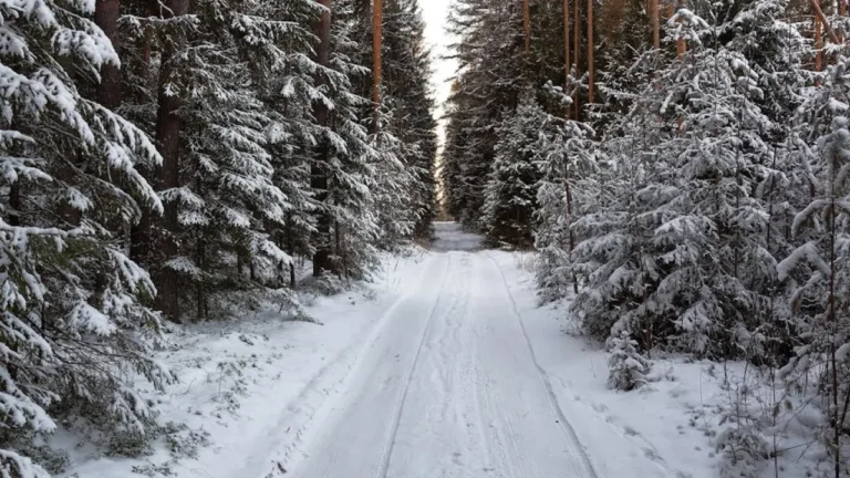 Легкий плюс, снег и сильный ветер — чего ждать от погоды в декабре 2025 