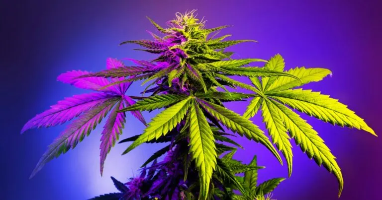 Конопля для экономики: Казахстан легализовал коноплю для переработку растения