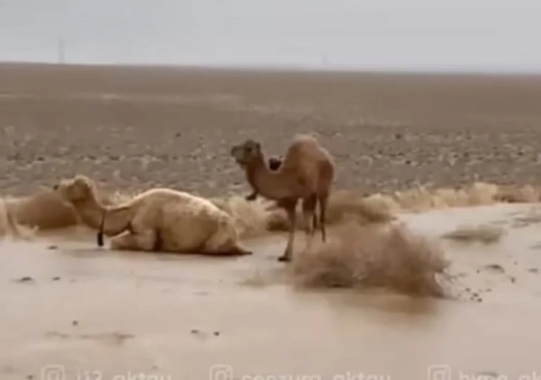 Ледяная ловушка: степь в Мангистау покрылась льдом, угрожая домашнему скоту