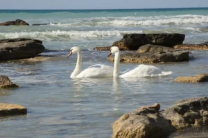 В Актау прилетели лебеди: где увидеть птиц