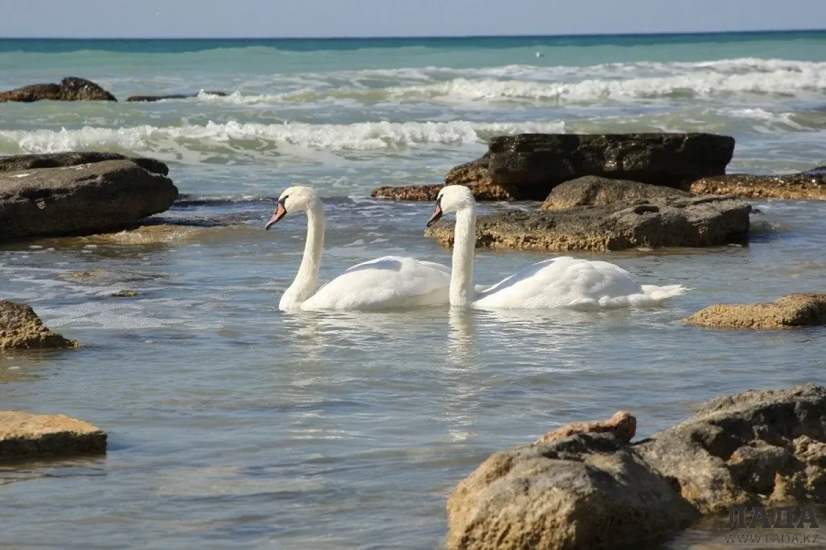 В Актау прилетели лебеди: где увидеть птиц