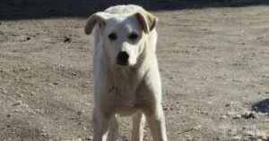 В Актау построят городской питомник для бездомных животных