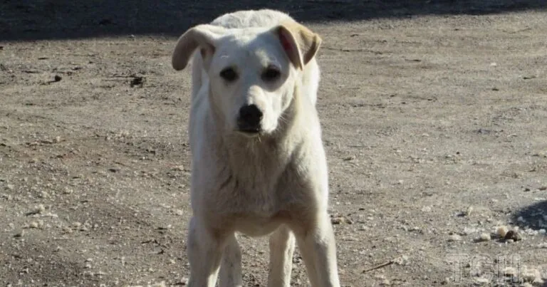 В Актау построят городской питомник для бездомных животных