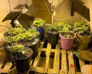 В Актау накрыли домашнюю наркоплантацию 