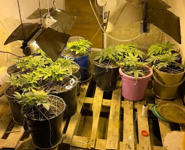 В Актау накрыли домашнюю наркоплантацию