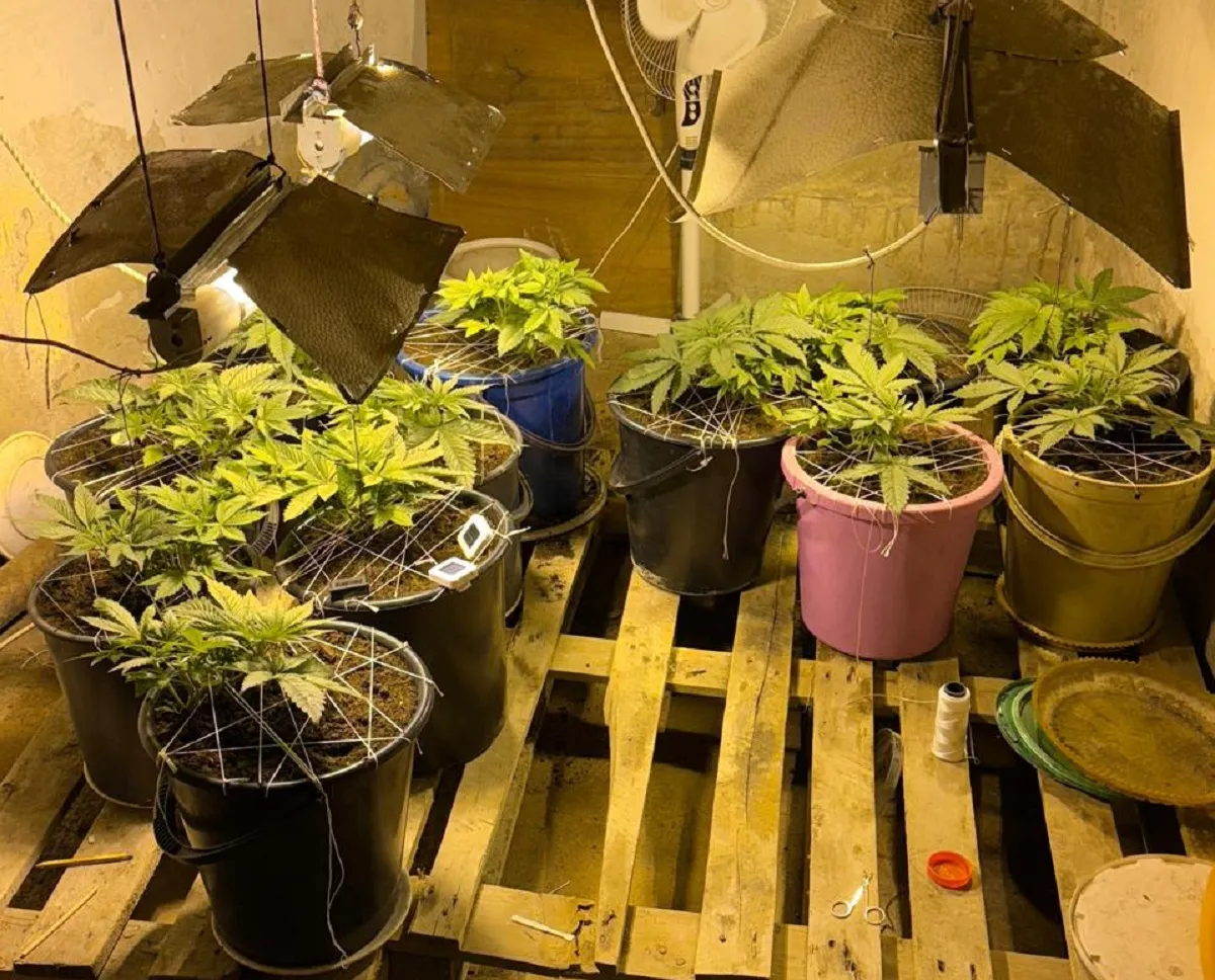 В Актау накрыли домашнюю наркоплантацию 