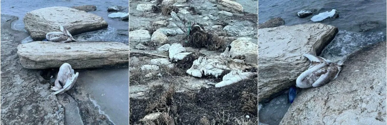 Причины массовой гибели лебедей на побережье выясняют экологи Актау