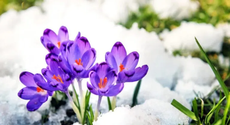 Сколько дней отдохнут актаусцы на Наурыз и 8 Марта