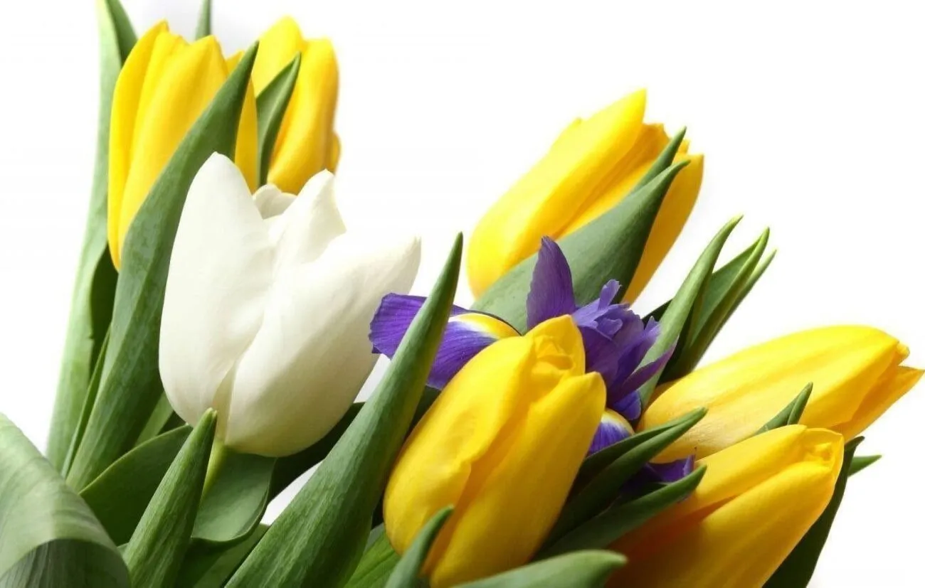 С 8 Марта: самые красивые открытки и теплые слова для милых дам